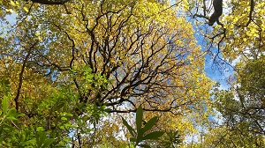 View of the sky looking up through trees