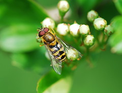 Hoverfly on hawthorn blossom