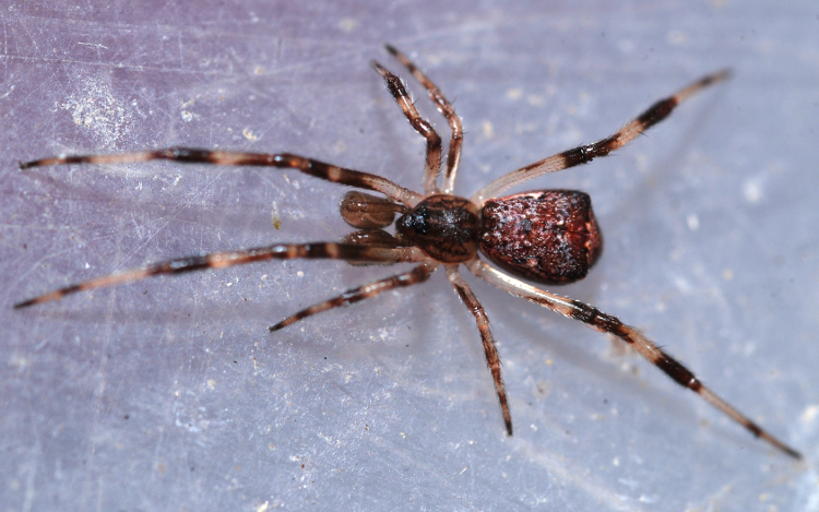 Episinus angulatus – Common H-Weaver