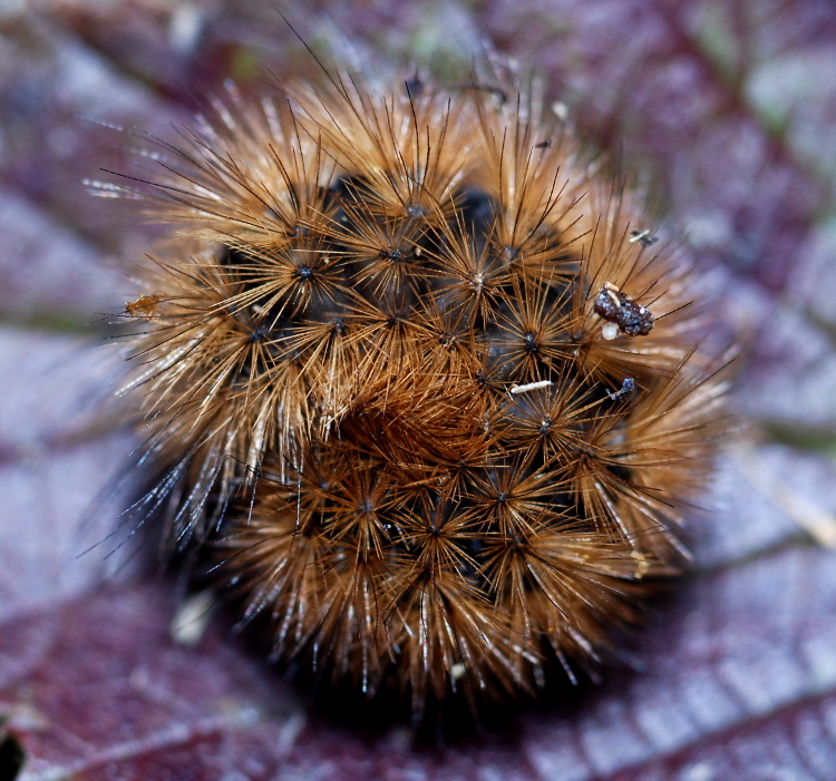 Phragmatobia fuliginosa caterpillar